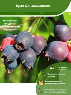 Саженец Ирга Ольхолистная 111833476 купить за 808 ₽ в интернет-магазине Wildberries