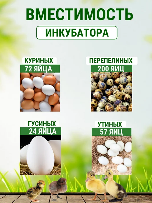 Подворье Инкубатор Матрица Дели на 72 яйца, голубой, фото 2