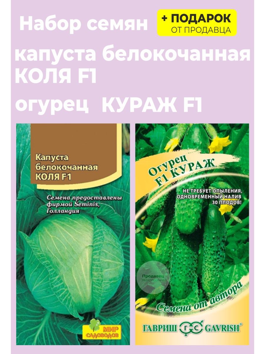 Трансфер капуста описание отзывы. Капуста Коля. Капуста Коля описание. Капуста Коля фото. Капуста Коля ф1 описание сорта фото отзывы.