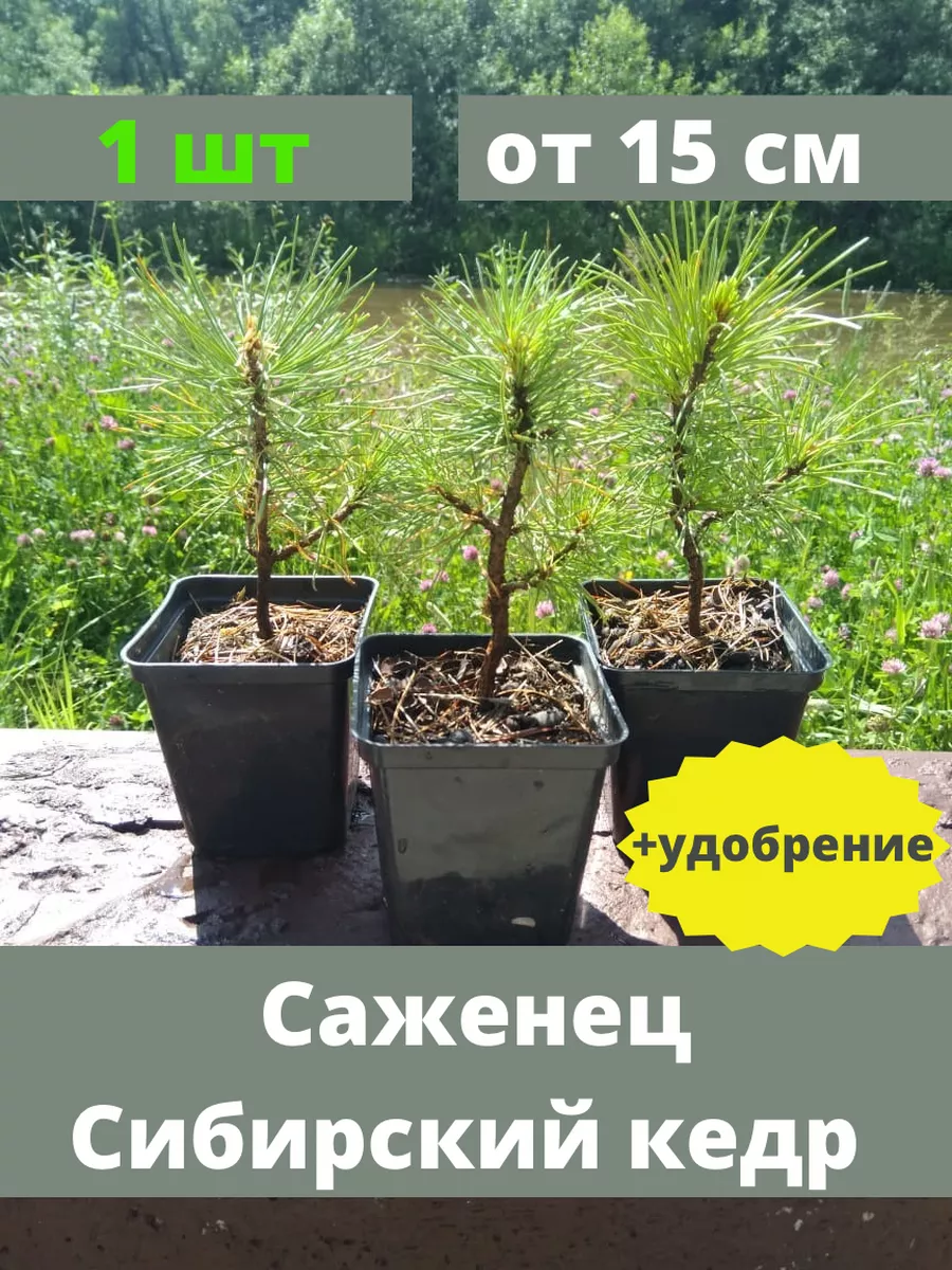 Саженец кедра сибирского...
