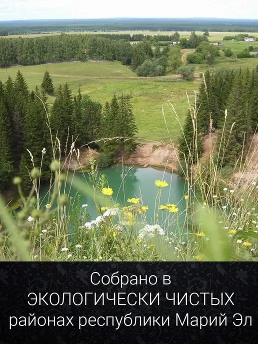 березовый веник Веник для бани березовые 8 штук сбор 2026, 2 шт, фото 2