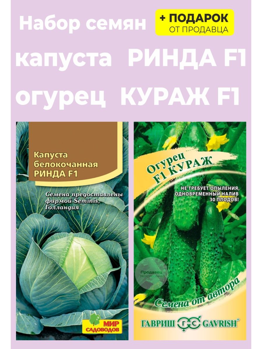 Капуста ринда картинки