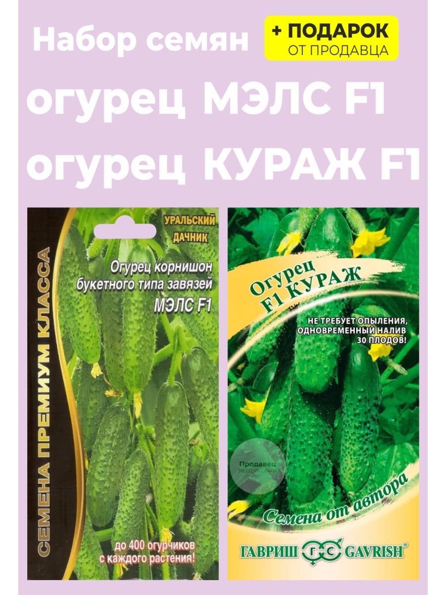 Огурец Мэлс f1. Огурец Мэлс. Огурцы Кураж.